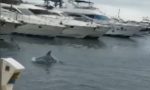 Delfini nelle acque di Porto Maurizio! Ma è una fake news (i delfini sono... turchi)