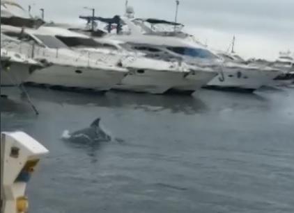 Delfini nelle acque di Porto Maurizio! Ma è una fake news (i delfini sono… turchi)