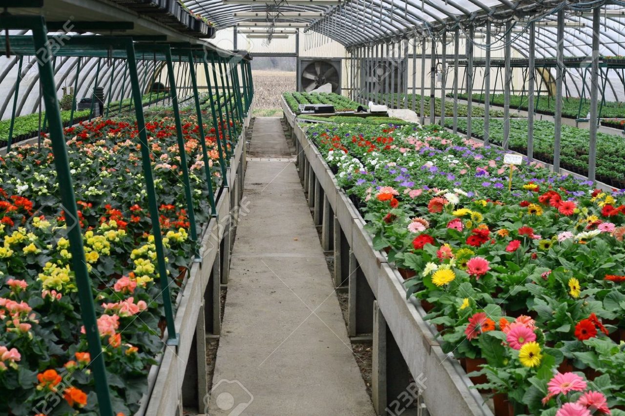 Stato di calamità per i floricoltori, entro il 3 giugno per chiedere i danni- scarica il modulo