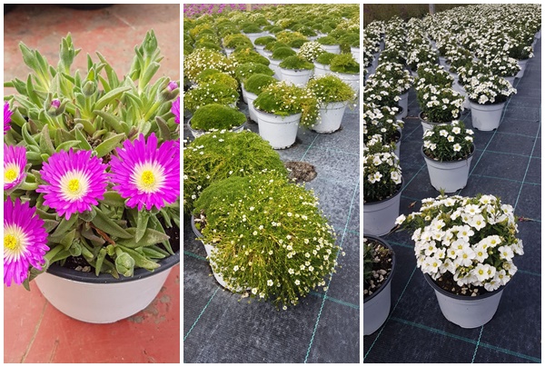 Con La Piantina Solidale il sostegno di Arimondo a floricoltori ed enti di assistenza