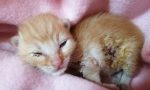 Ruben il gattino ferito col tagliaerba abbandonato dalla mamma, che ora rischia di morire
