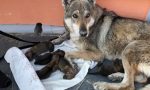 Lupo cecoslovacco dà alla luce 6 cuccioli per strada