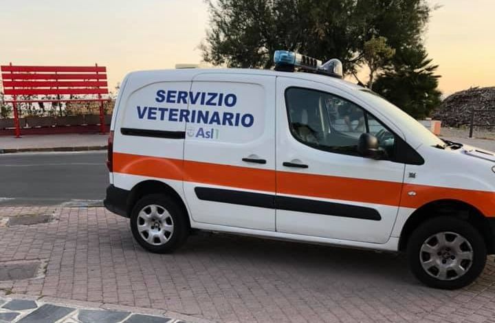 Lupo cecosclovacco cuccioli cane Guardie zoofile Ventimiglia_04