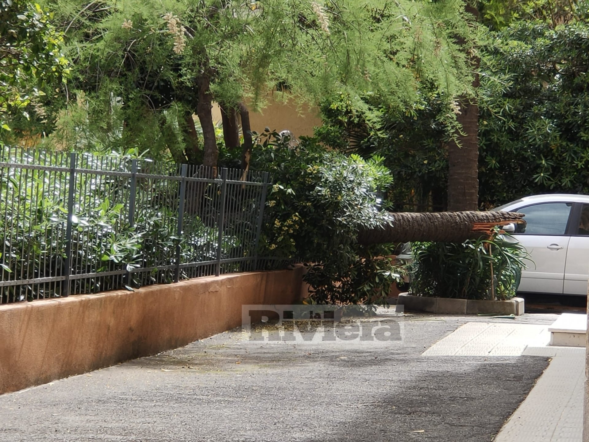 Palma spezzata a Bordighera