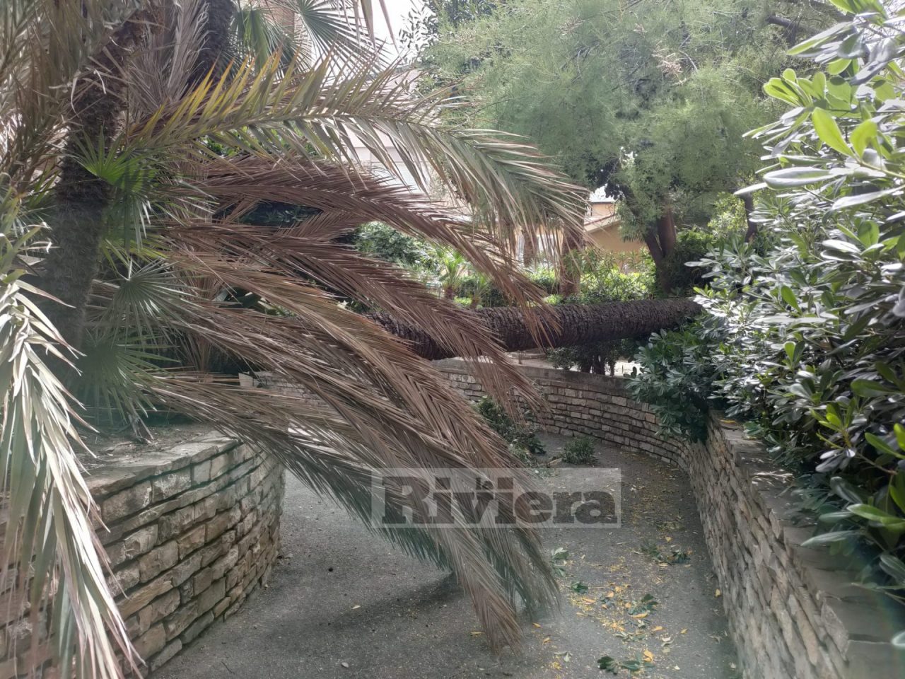 Maltempo: si spezza palma in un condominio a Bordighera, tragedia sfiorata