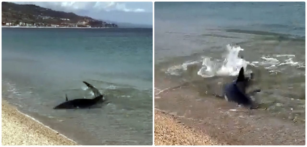 Filmato uno squalo che nuota sul bagnasciuga in Francia vicino al confine