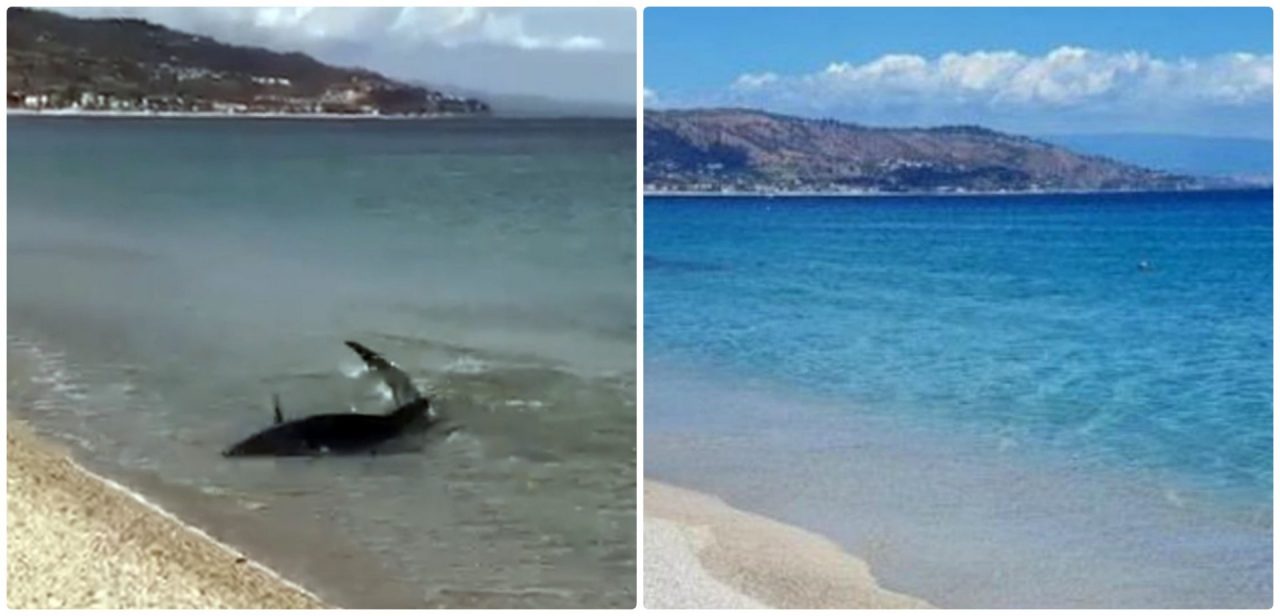 Video è virale in Francia, ma la verdesca è “made” in Calabria, anche se la spiaggia è identica