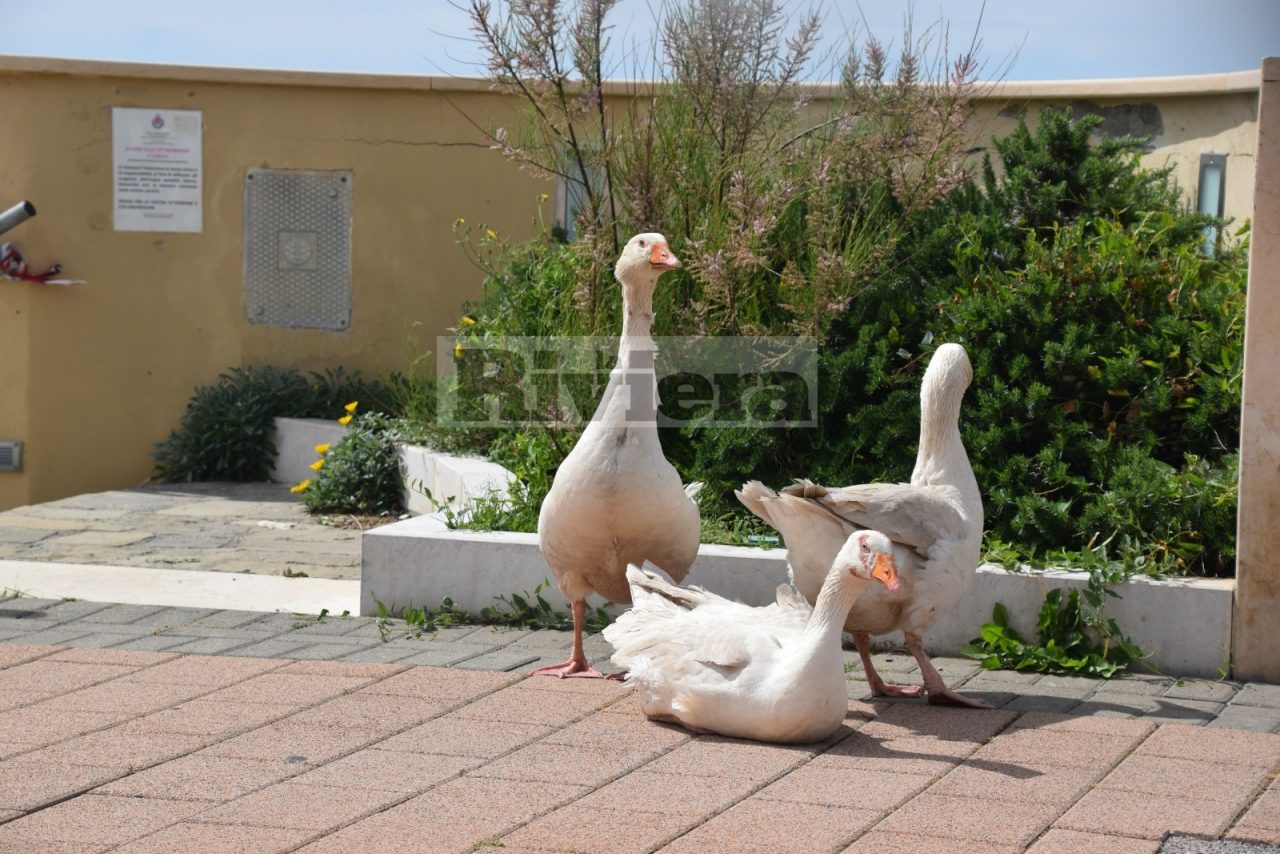 Una famiglia di oche a spasso per il lungomare di Bordighera