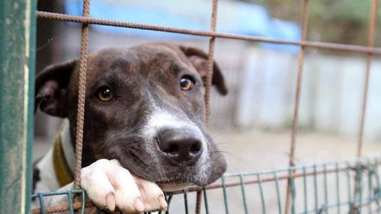ENPA bacchetta il comune sul bando per gli animali da 600mila euro