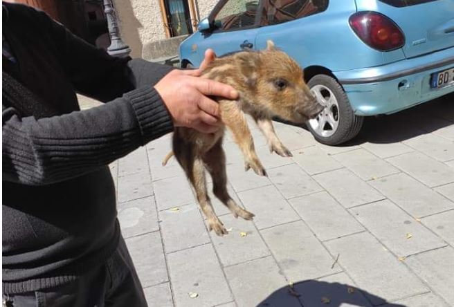 A spasso per il centro, il cucciolo di cinghiale passeggia in paese