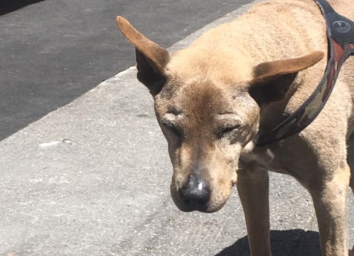 Ambulanza investe e uccide Zoe cane mascotte di Piazza Sardi