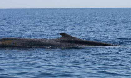 La balenottera a Sanremo: "Dove stai andando Codamozza? Riesci a mangiare qualcosa?"