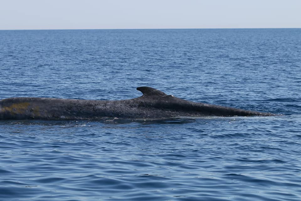 La balenottera a Sanremo: “Dove stai andando Codamozza? Riesci a mangiare qualcosa?”