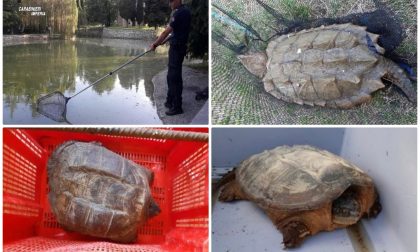Tre pericolose tartarughe azzannatrici catturate dai carabinieri