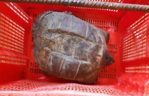 Carabinieri tartarughe pericolose Pontedassio_05