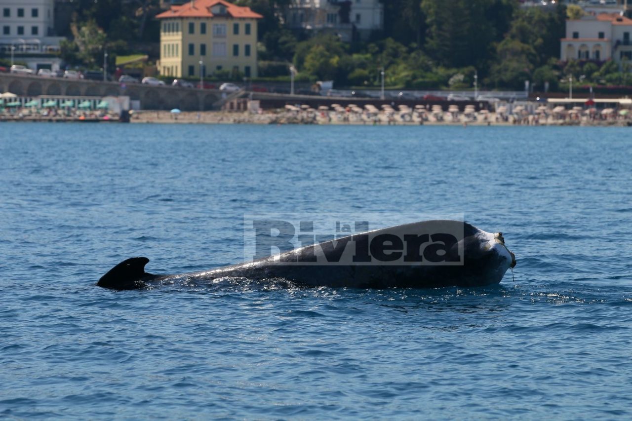 La balenottera codamozza valica Imperia e si dirige verso la Francia. Foto e video