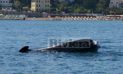 La balenottera codamozza valica Imperia e si dirige verso la Francia. Foto e video