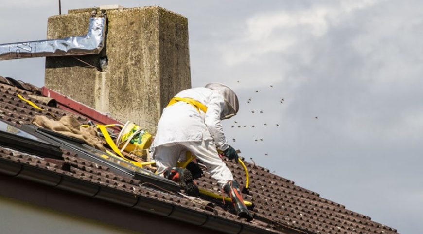 Disinfestazione di insetti a Sanremo, la Lipu al Comune: “Rinunci, è dannoso”
