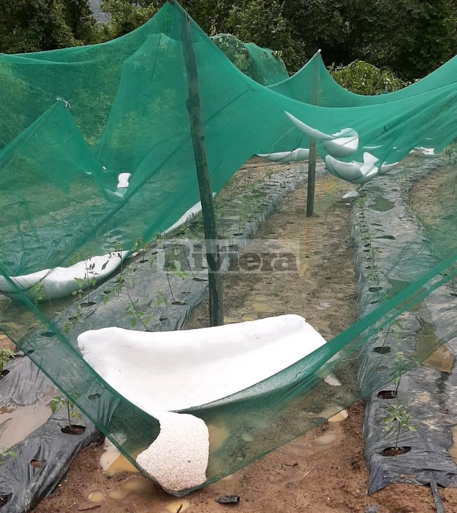Copiosa grandinata a Pigna: il sindaco, possibili danni agli orti e alle viti