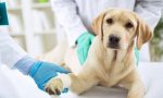 Veterinari solidali: a Ventimiglia è partito il nuovo progetto