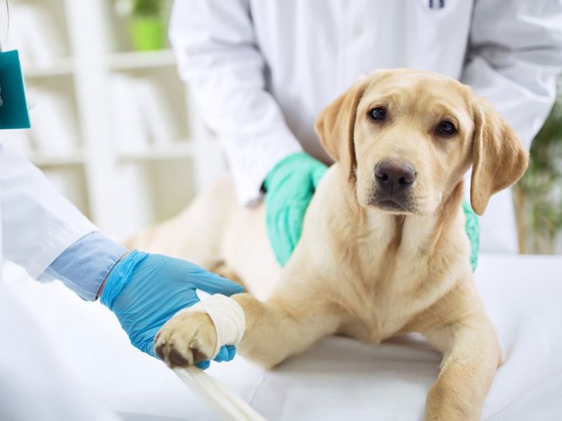Veterinari solidali: a Ventimiglia è partito il nuovo progetto