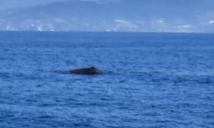 L'emozionante passaggio di una balenottera davanti a Capo Nero. Il video