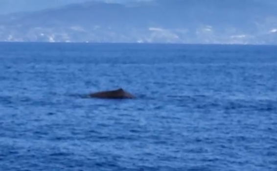 L’emozionante passaggio di una balenottera davanti a Capo Nero. Il video