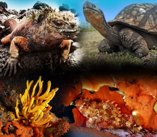 Il mare del ponente tra i protagonisti della Giornata Mondiale degli Oceani