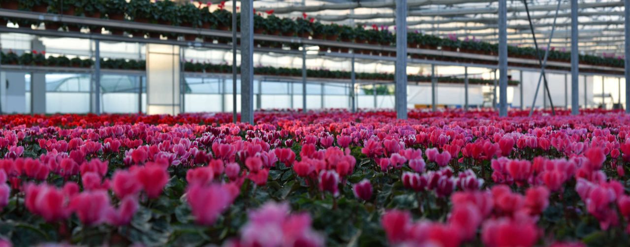 Floricoltura e vivaismo chiedono esonero contributi