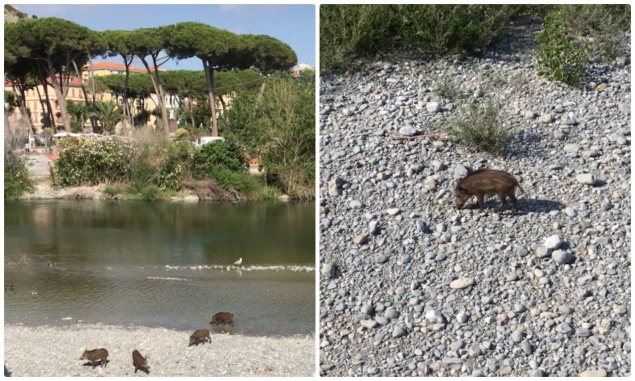 Cuccioli di cinghiale a passeggio sul lungo Roya di Ventimiglia. Video