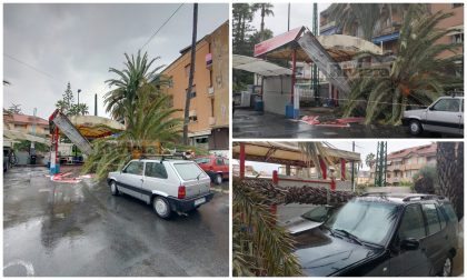 Crolla una palma a Bordighera: danni all'autolavaggio Esso e ad alcune auto. Video