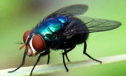 E' invasione di mosche a Camporosso: il sindaco firma un'ordinanza