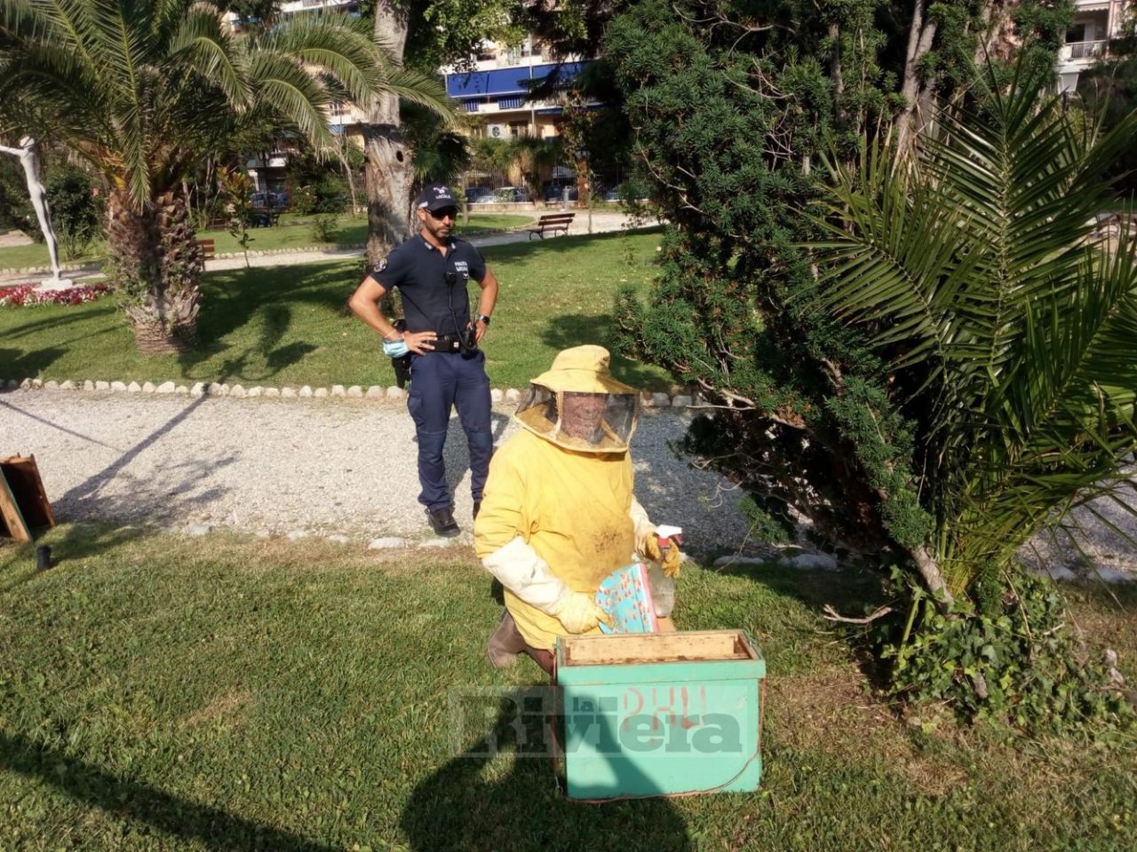 Sciame d’api ai giardini pubblici di Ventimiglia, recintata l’area