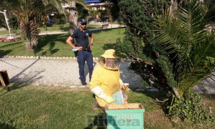 Sciame d'api ai giardini pubblici di Ventimiglia, recintata l'area