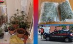 Coltivava marijuana in camera da letto: arrestato un 19enne