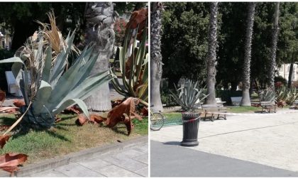 Centrata da una grossa foglia di palma mentre passeggia finisce in ospedale