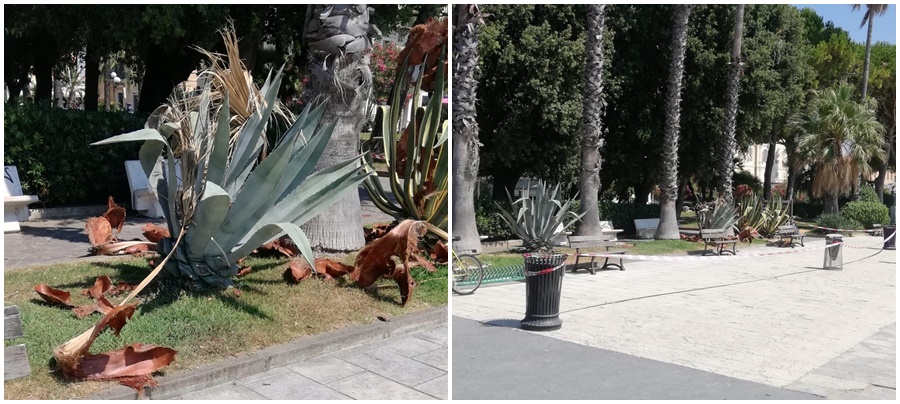 Centrata da una grossa foglia di palma mentre passeggia finisce in ospedale