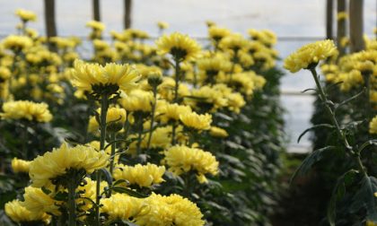 Floricoltura in lutto per la scomparsa di Pier Angelo Melampo