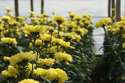 Floricoltura in lutto per la scomparsa di Pier Angelo Melampo