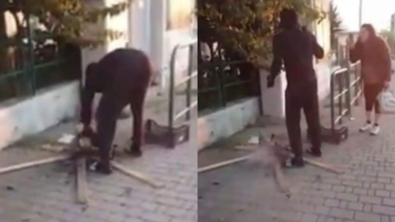 Gatto arrostito, il J’accuse di Fratelli D’Italia