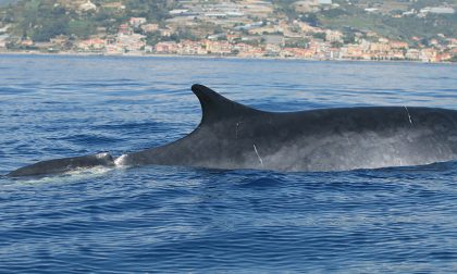 Balenottera mutilata avvistata al largo di Arma di Taggia. Foto e Video
