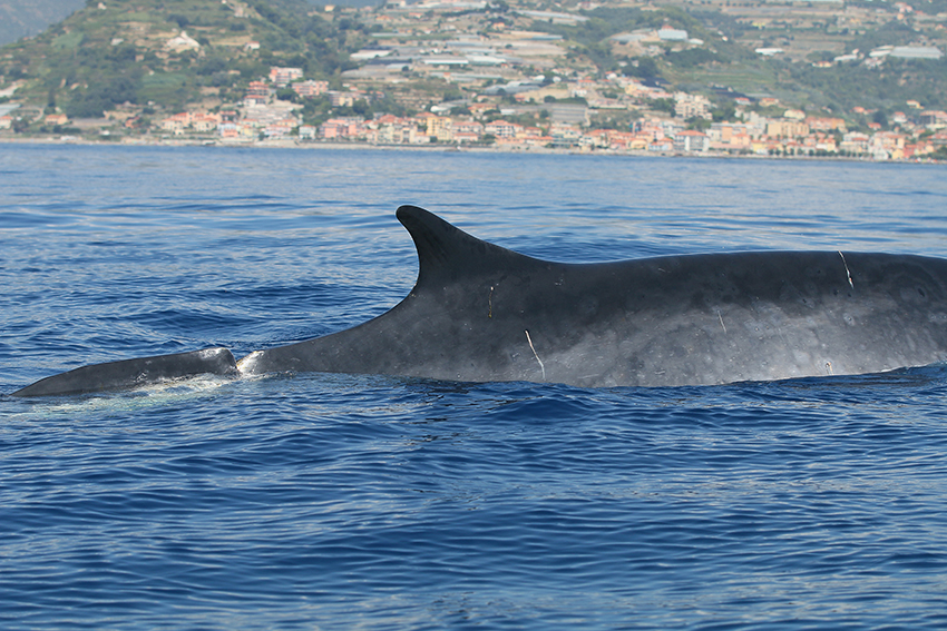 Balenottera mutilata avvistata al largo di Arma di Taggia. Foto e Video