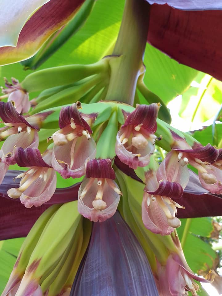 Banane Camporosso Marco Damele