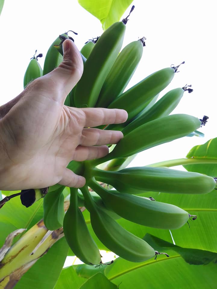 Banane Camporosso Marco Damele_02