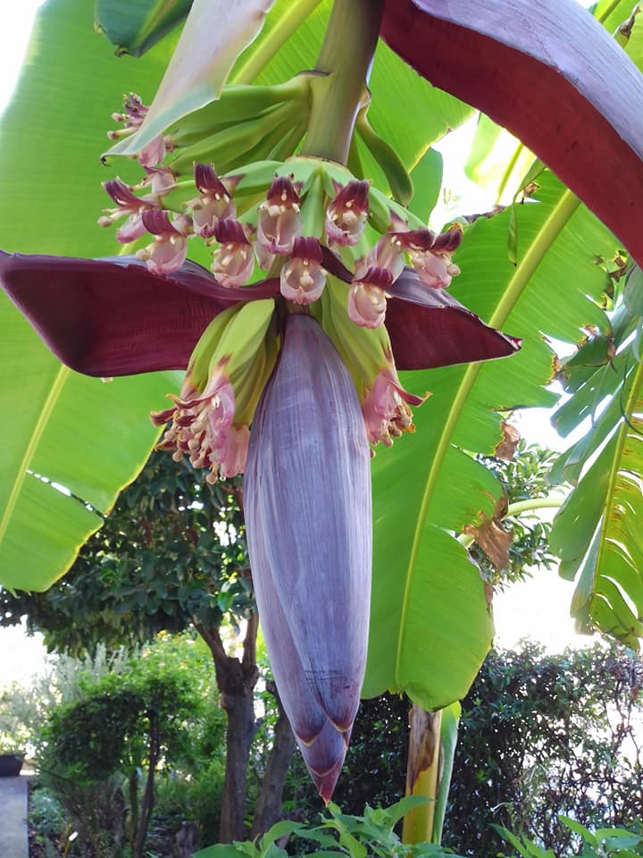 Banane Camporosso Marco Damele_05