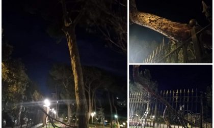 Crolla grosso ramo di un pino ai giardini pubblici di Ventimiglia