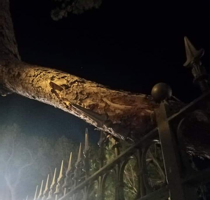 Ramo di pino crollato ai giardini di Ventimiglia