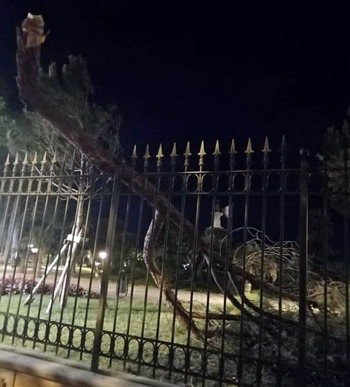 Ramo di pino crollato ai giardini di Ventimiglia_02