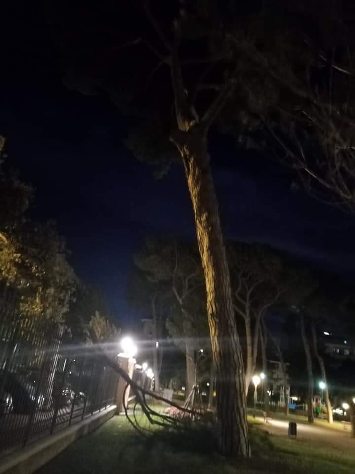Ramo di pino crollato ai giardini di Ventimiglia_03