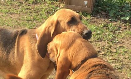 Cane molecolare segue la pista e ritrova la sorella dispersa